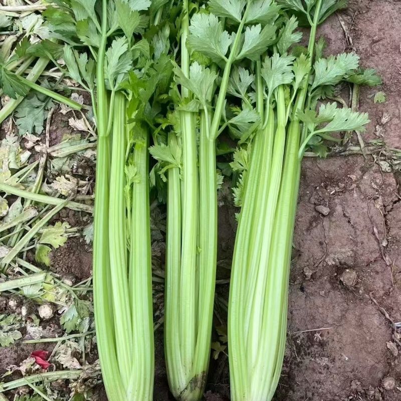 新一代西芹良种千户西芹种子罐装长势旺颜色靓绿高端芹菜种子
