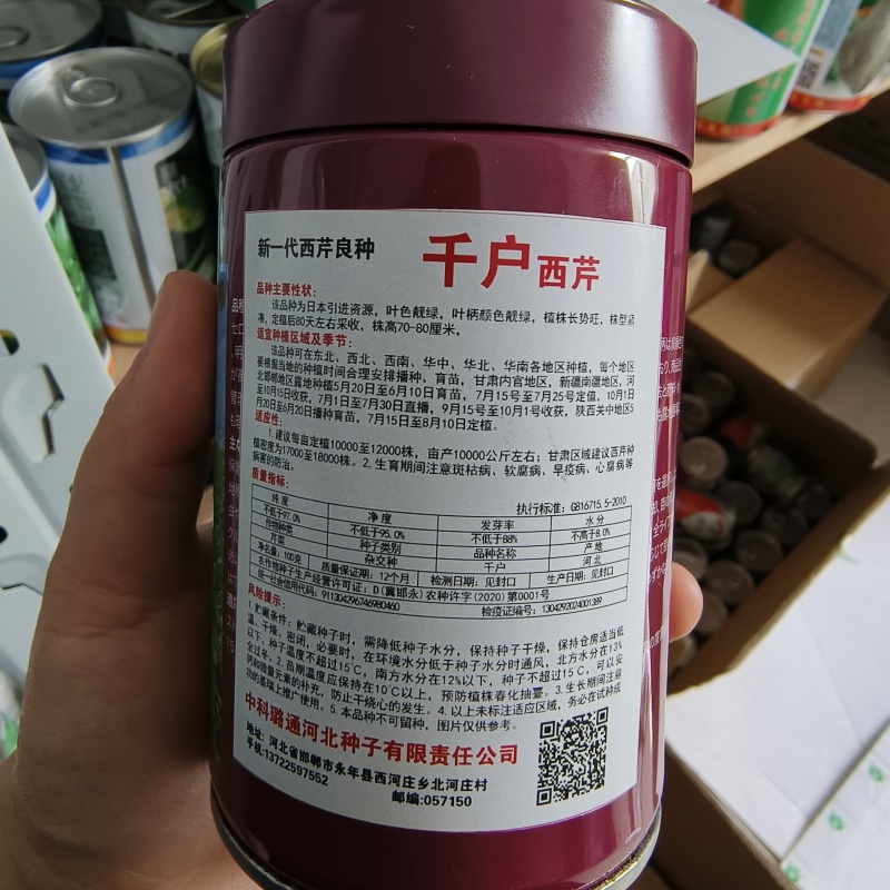 新一代西芹良种千户西芹种子罐装长势旺颜色靓绿高端芹菜种子