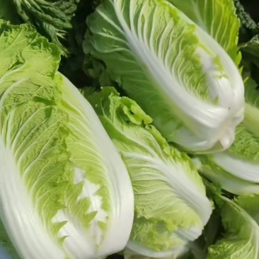 【推荐】山东潍坊精品白菜,自己种植,品质保证白菜量大从优