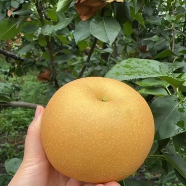莱阳秋月梨，莱阳梨