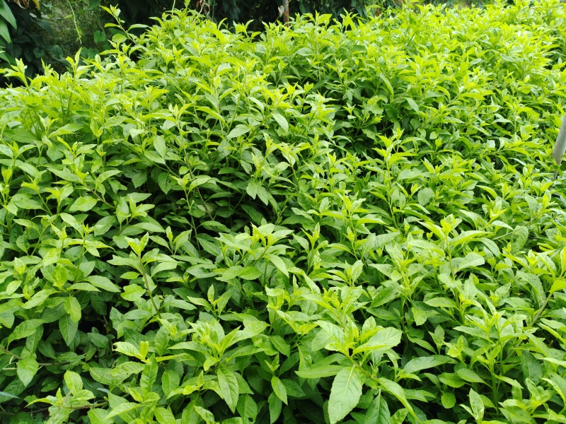 富贵菜，长寿菜
