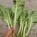【腌芥菜】贵州酸菜