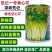 范记一号黄芹832号种子高产耐抽苔长势强黄心芹菜种籽味浓