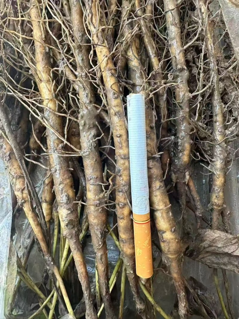 牡丹苗、一年两年大量批发中、基地直供、货源充足、