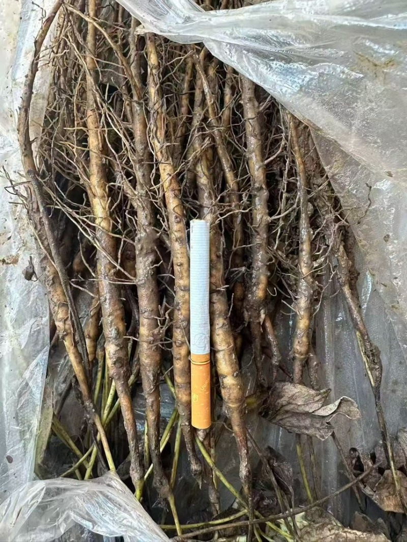 牡丹苗、一年两年大量批发中、基地直供、货源充足、