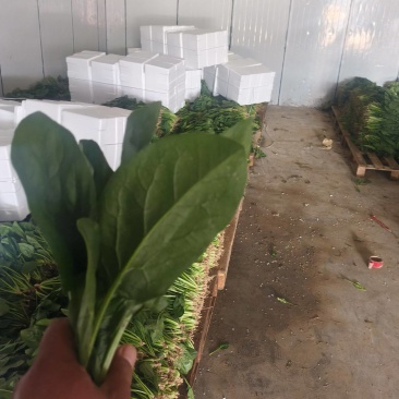大叶菠菜