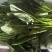 大叶菠菜