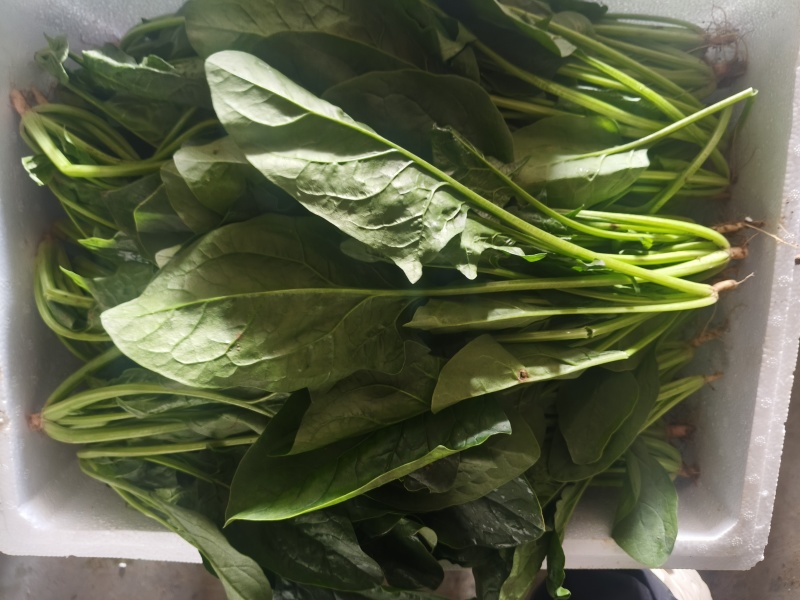 大叶菠菜