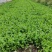 本地大叶香菜上市了，