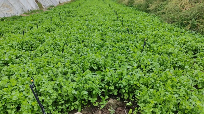 本地大叶香菜上市了，