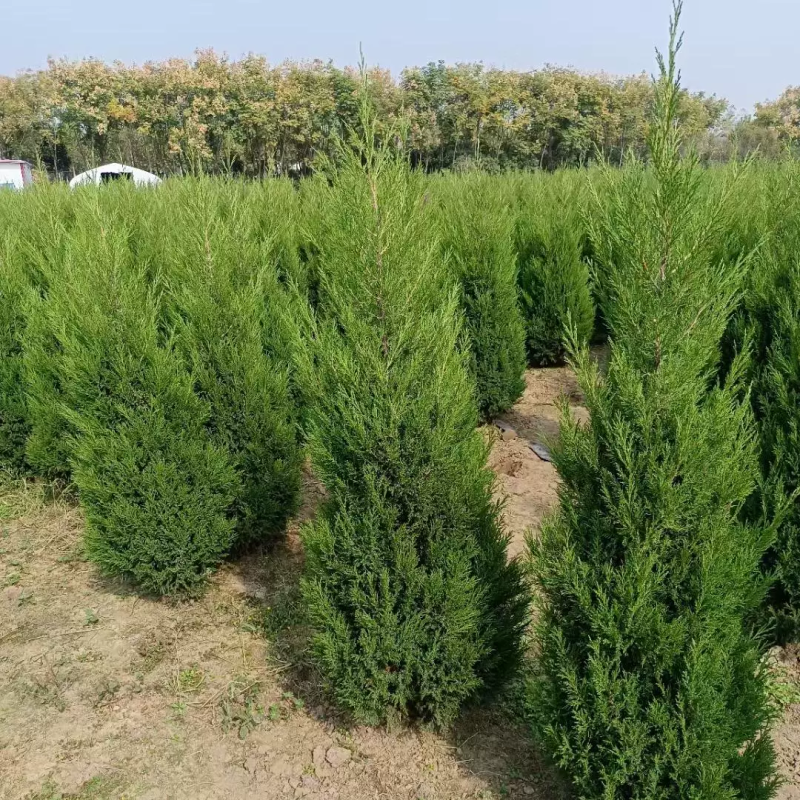 塔柏，（蜀桧，桧柏）柏树墓地道路绿化四季常青树苗桧柏