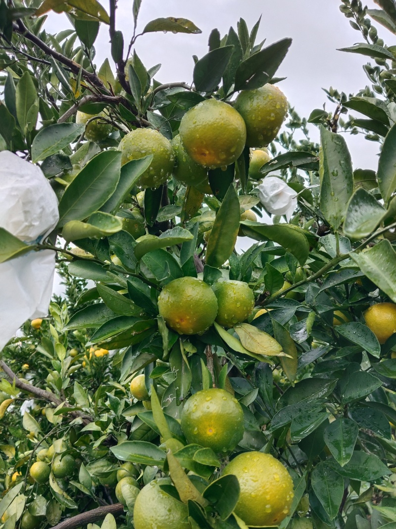 湖南蜜橘/普早蜜橘，产地直销，皮细多汁/化渣