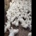 正宗泰和乌鸡