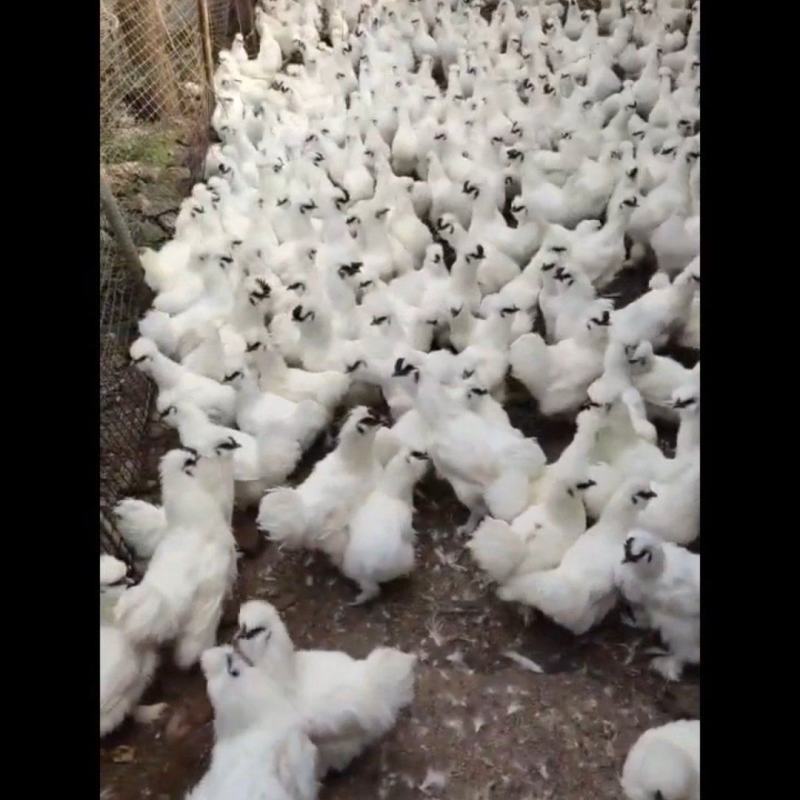 正宗泰和乌鸡