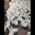 正宗泰和乌鸡