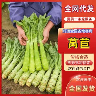 青皮莴苣精品莴苣,山东莴苣货源充足质量保证欢迎咨询