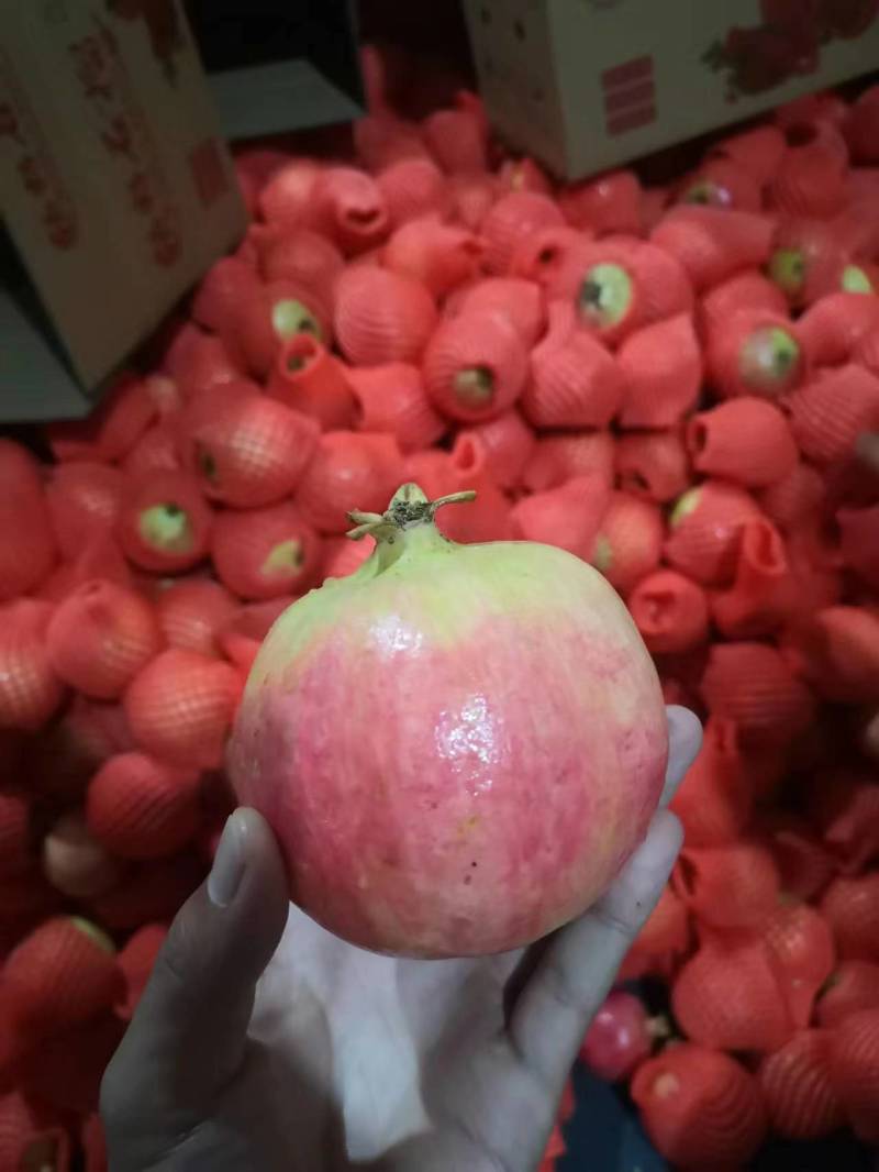 河阴石榴中国软籽石榴发源地量大批发合作社基地直供