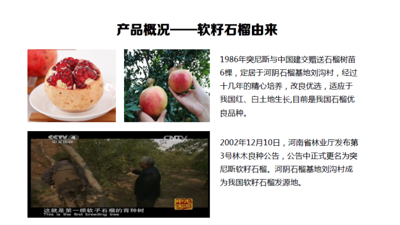 河阴石榴中国软籽石榴发源地量大批发合作社基地直供