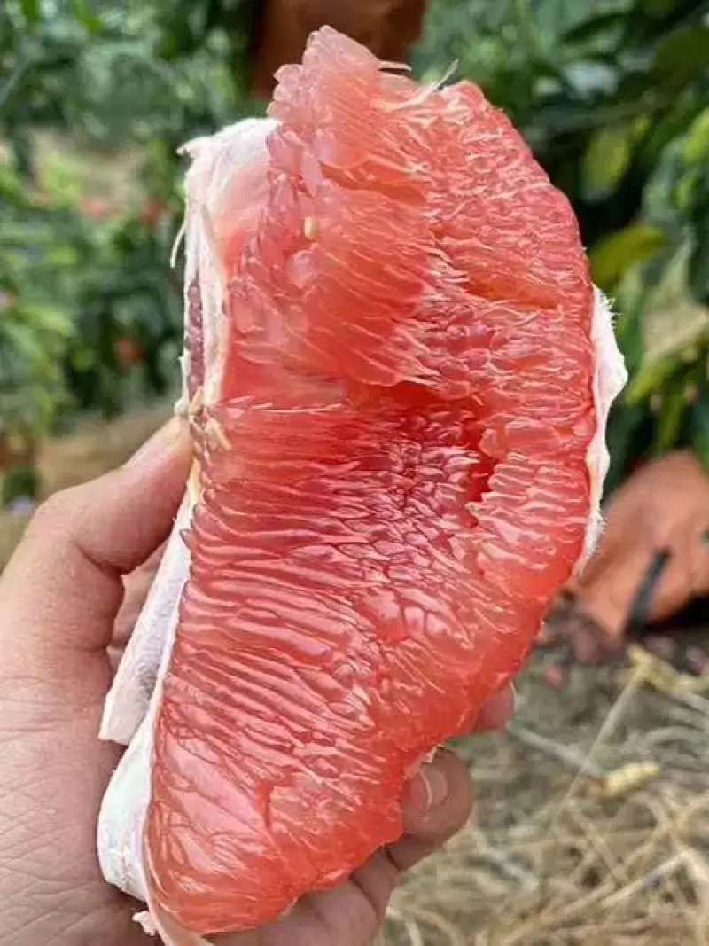 三红柚大量有货产地直销一手货源价格美丽品质保证