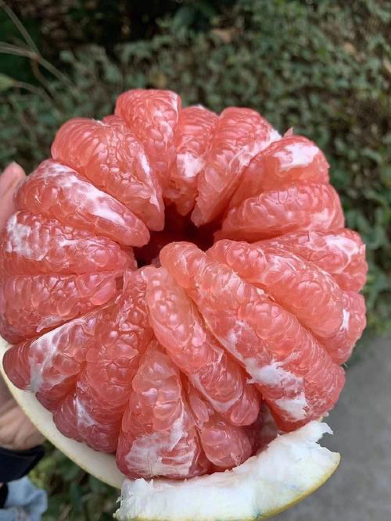 三红柚大量有货产地直销一手货源价格美丽品质保证