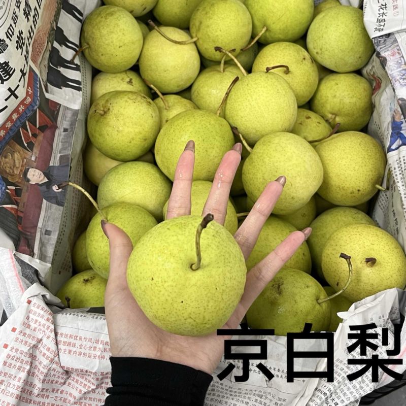 京白梨有货