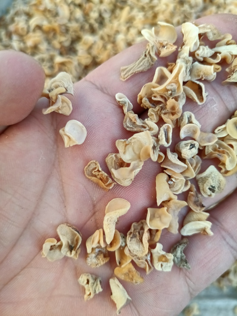 玉木耳电商批发零售超低价格销售玉木耳产地白玉木耳玉耳玉耳