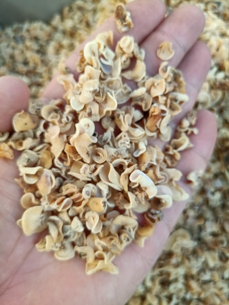 玉木耳电商批发零售超低价格销售玉木耳产地白玉木耳玉耳玉耳
