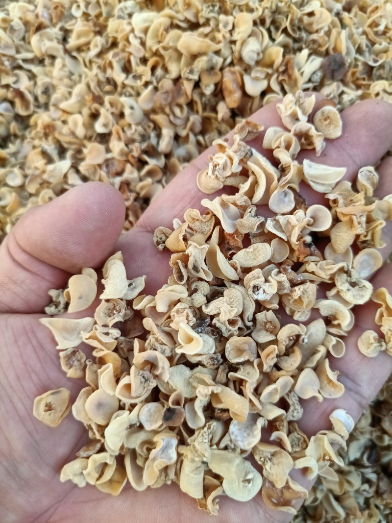 玉木耳电商批发零售超低价格销售玉木耳产地白玉木耳玉耳玉耳