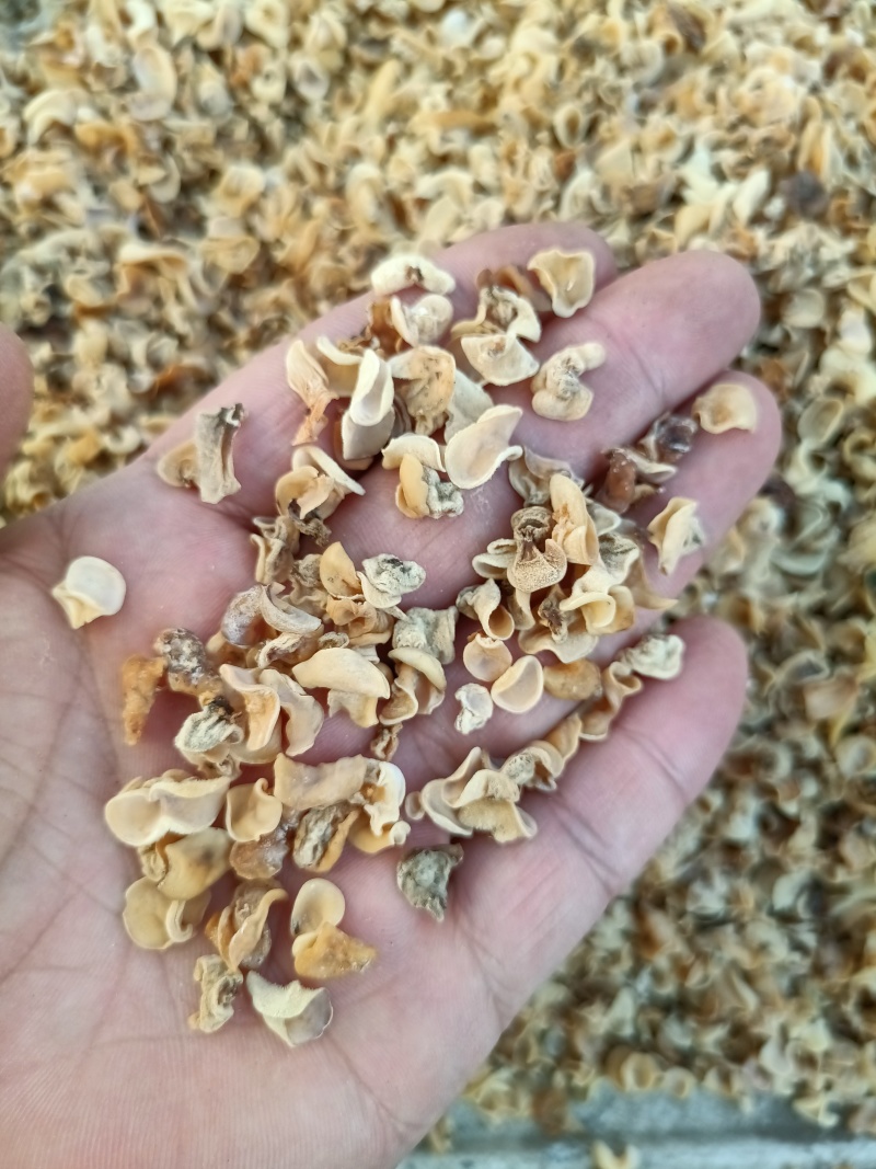 玉木耳电商批发零售超低价格销售玉木耳产地白玉木耳玉耳玉耳