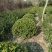 海桐球(宝珠香球)冠幅1米1.2米1.8米，各种规格。