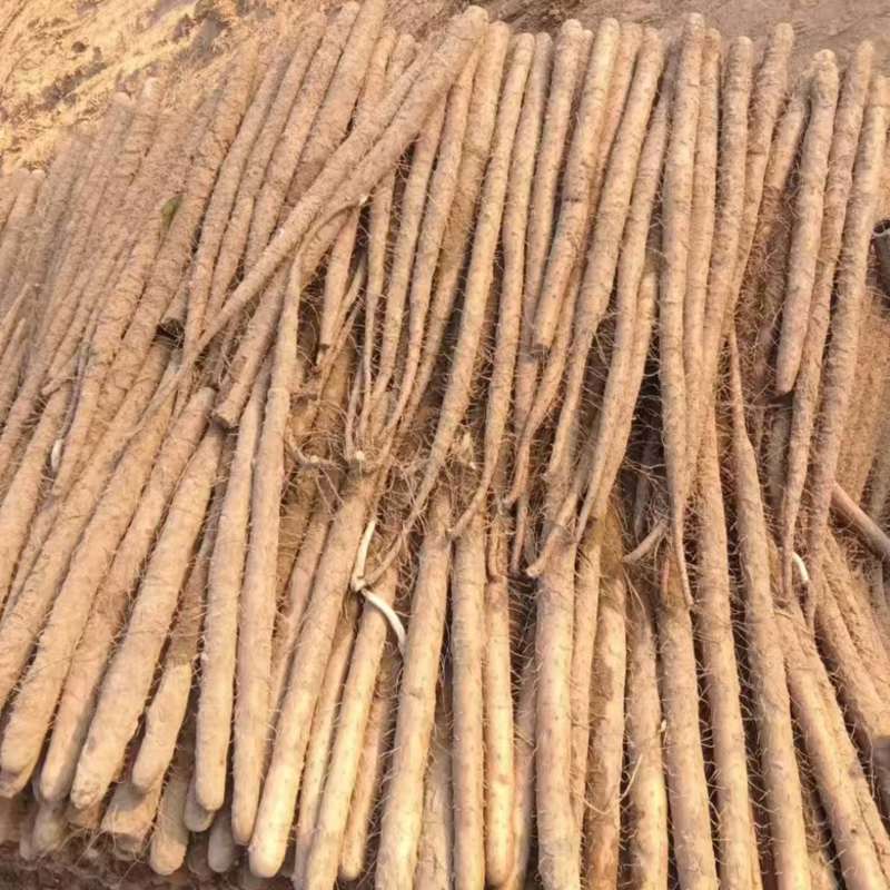 河南安阳小白嘴山药产地直供条形好品质佳好货一手货源走市场