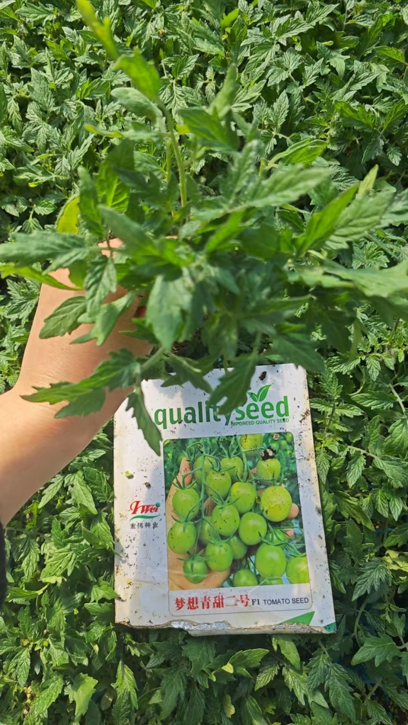梦想青甜二号小番茄苗嫁接青甜二号小番茄苗原装正品种子育苗