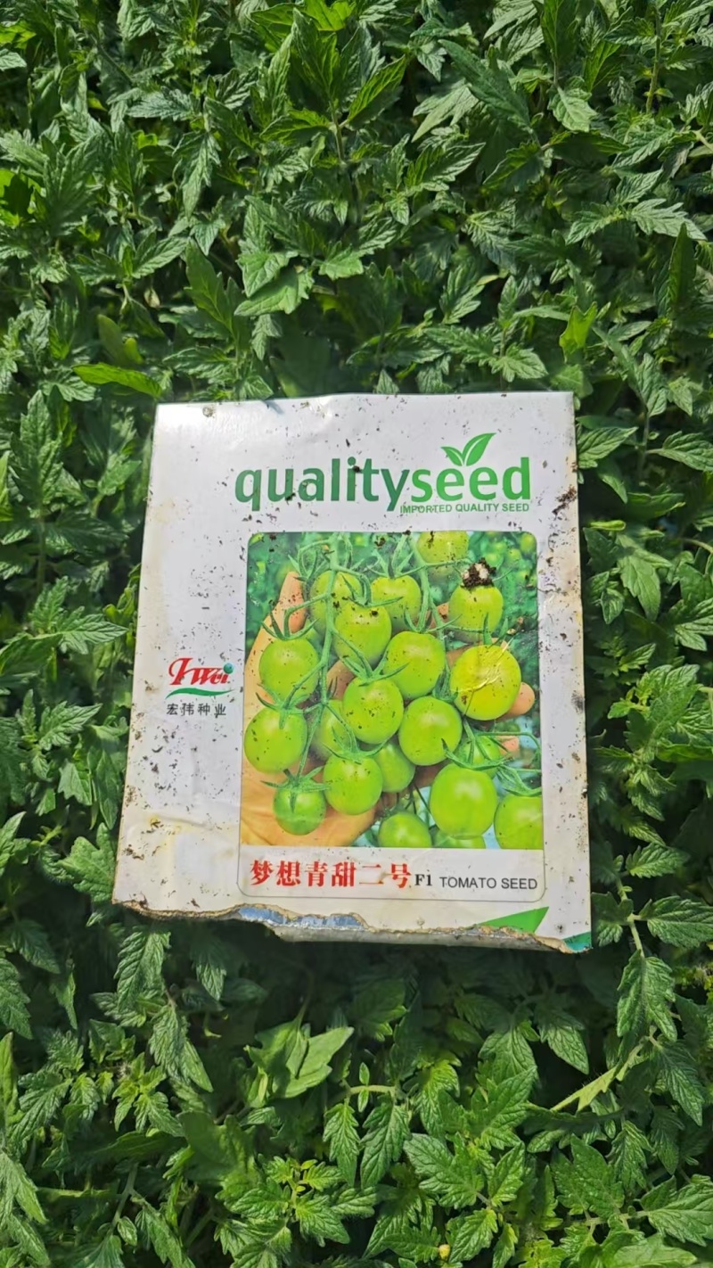 梦想青甜二号小番茄苗嫁接青甜二号小番茄苗原装正品种子育苗