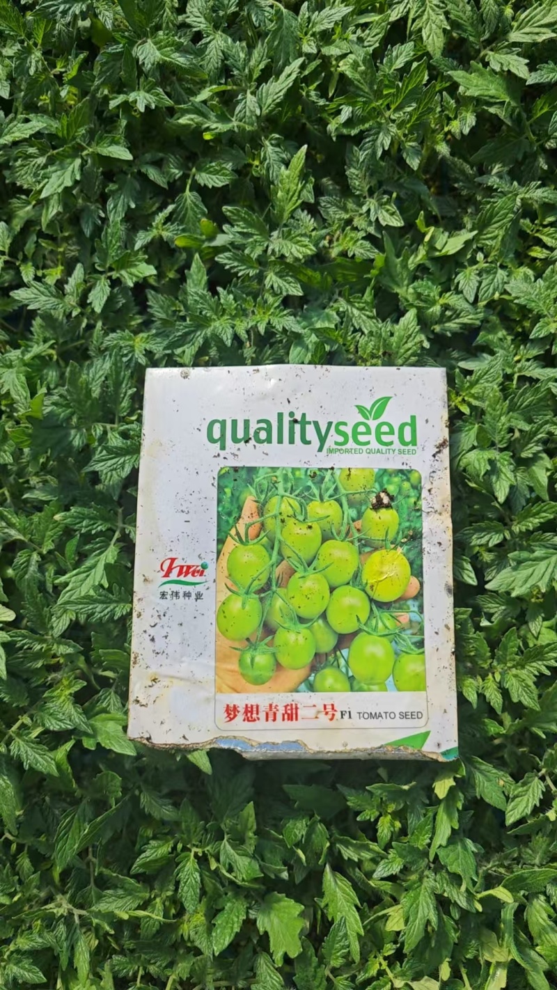 梦想青甜二号小番茄苗嫁接青甜二号小番茄苗原装正品种子育苗