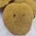 正宗西藏野生雪灵芝1公斤中药材批发***晒干统货炖汤原生态