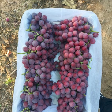 河北红提葡萄产地直发质量保证