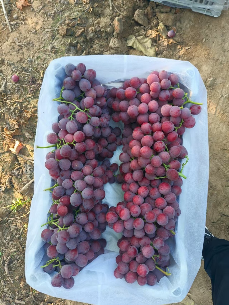 河北红提葡萄产地直发质量保证
