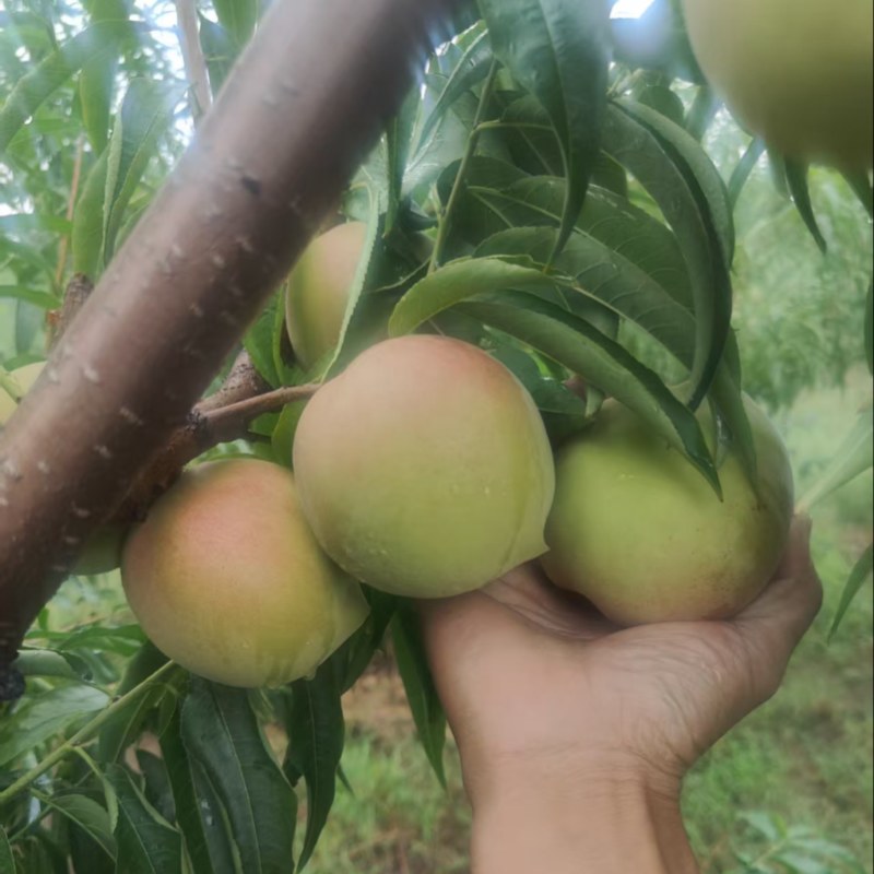 金秋红蜜，国庆红