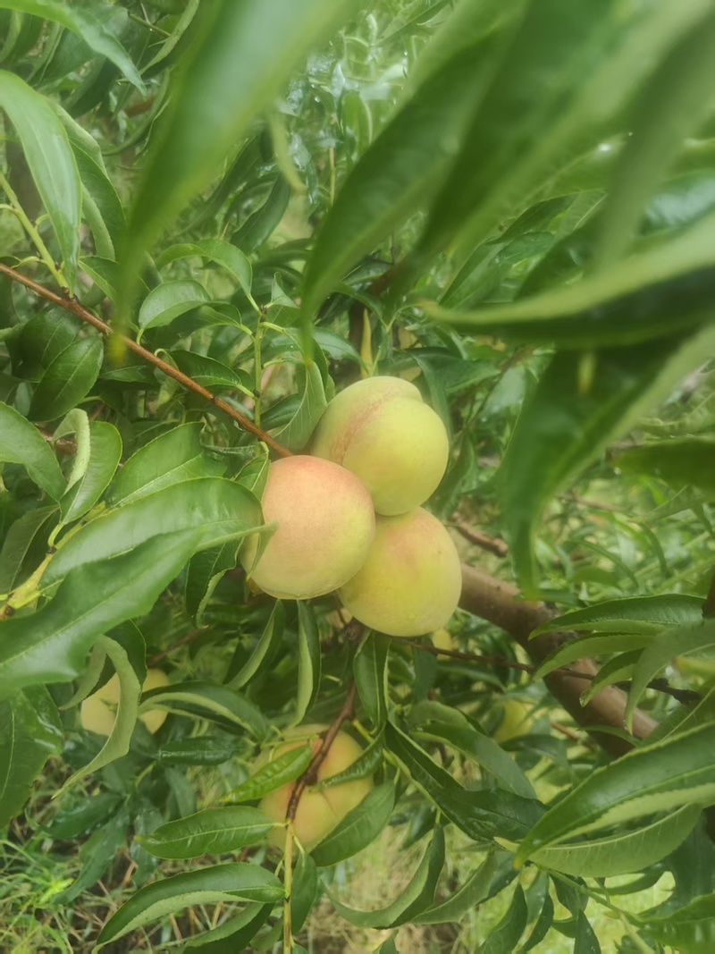 金秋红蜜，国庆红
