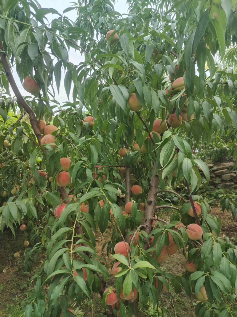 金秋红蜜，国庆红