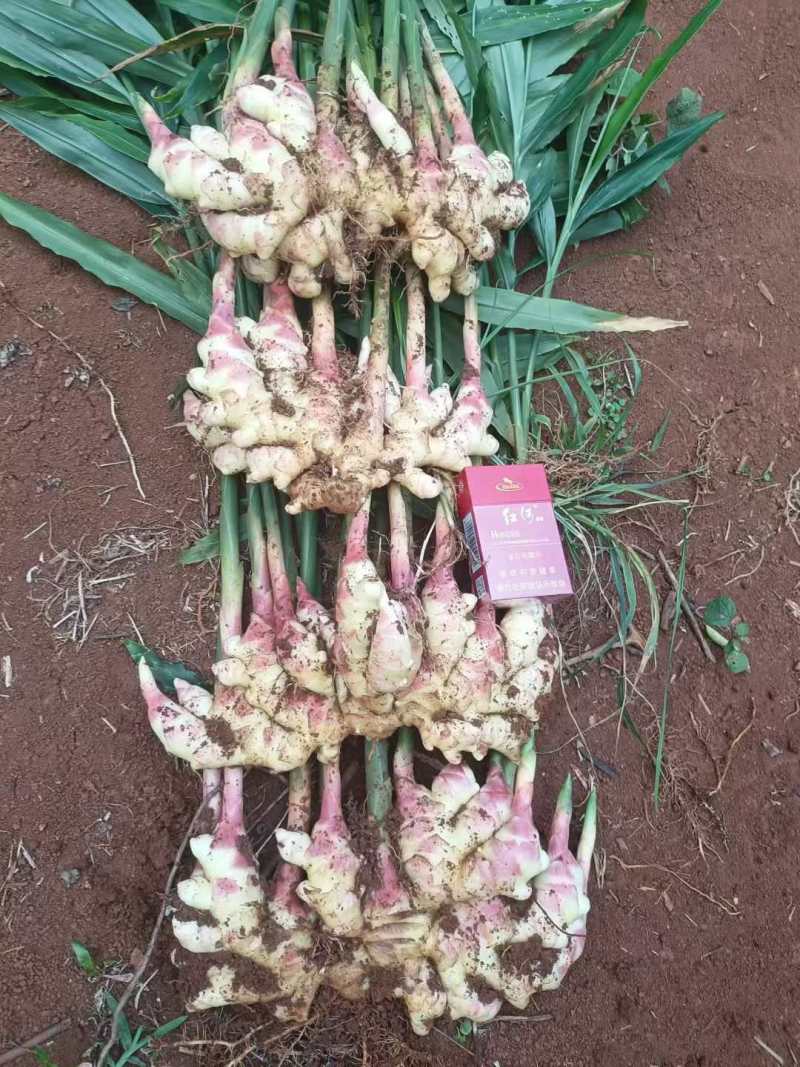 精品二号黄姜品种产地供应量大从优质量保证欢迎咨询