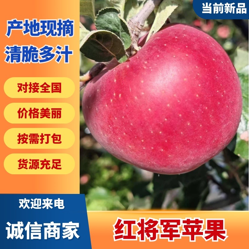 四川凉山红将军苹果，带溏心多汁无渣，现摘现发