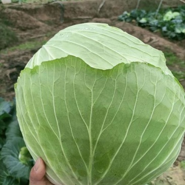 包菜