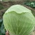 包菜
