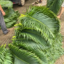 原厂地散尾葵