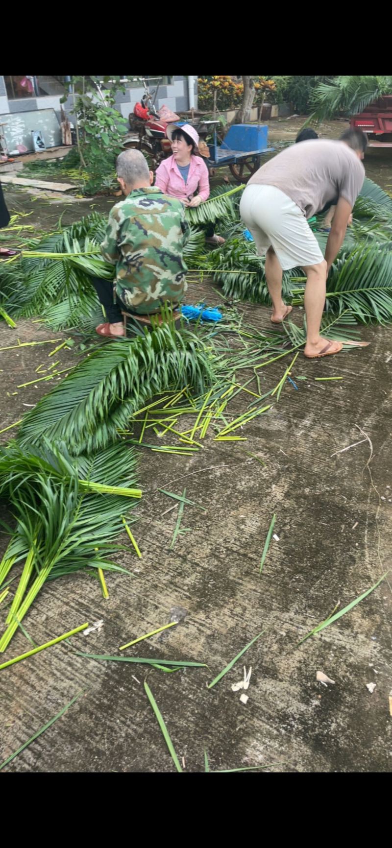 原厂地散尾葵