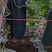 新苗吊瓜……………………………………………………