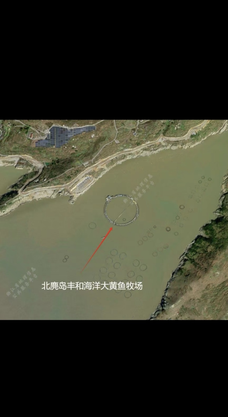 北麓岛大黄鱼，远离海岸线50公路，接近野生