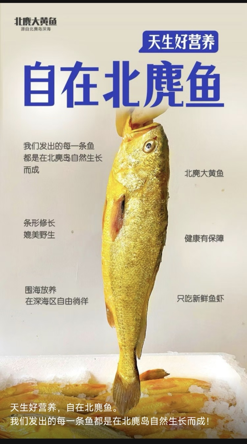 北麓岛大黄鱼，远离海岸线50公路，接近野生
