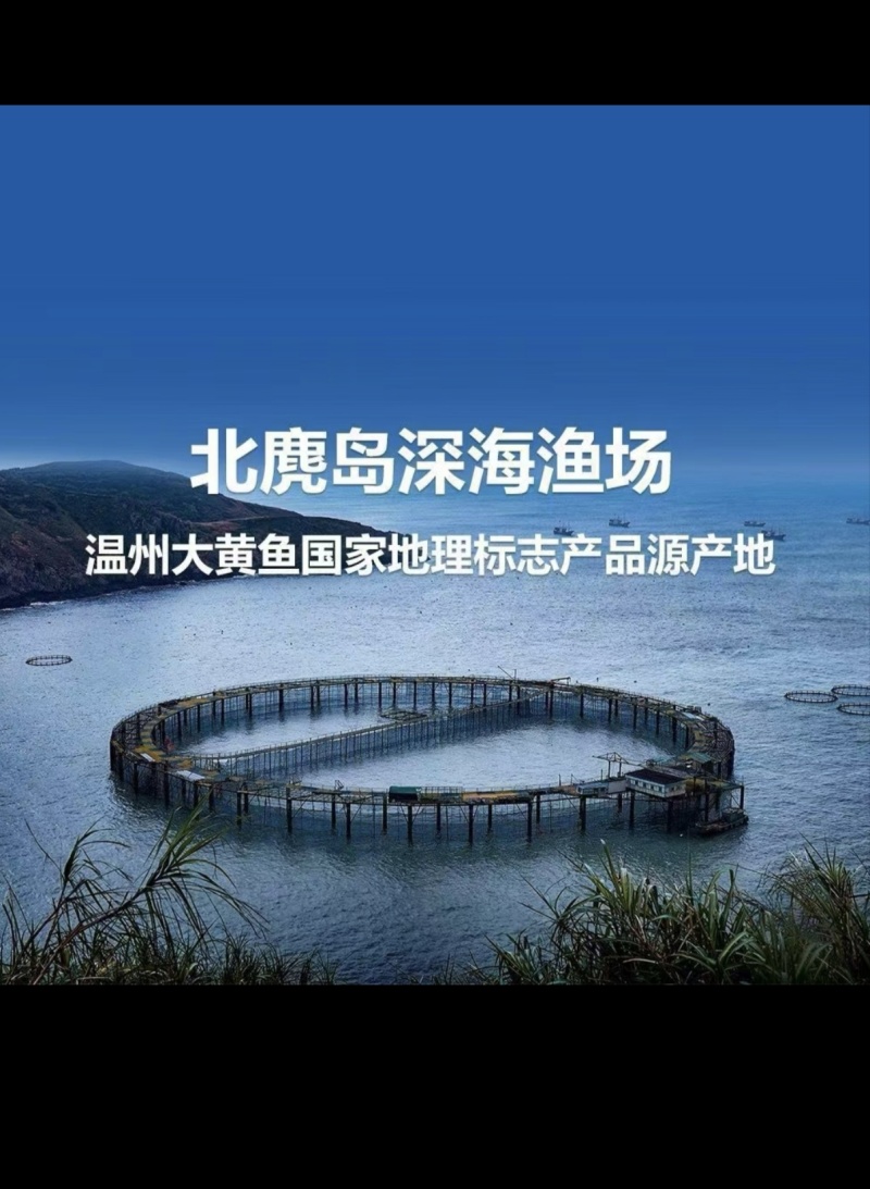 北麓岛大黄鱼，远离海岸线50公路，接近野生